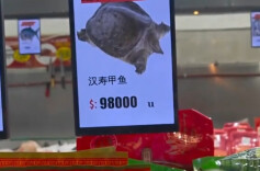 湖南伢子在阿根廷超市看到汉寿甲鱼，直呼“真牛”！