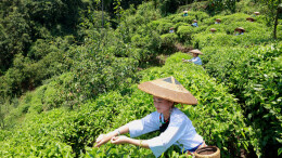 保靖搭乘“电商快车” 农产品“云”销全国