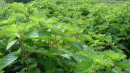 一根仙草如何撬动十亿产业链？凤凰县探索中医药振兴新路径