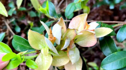 散文｜彭武长：摘茶泡