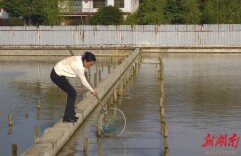邓署秀：让金洞生态甲鱼“爬”上沿海餐桌