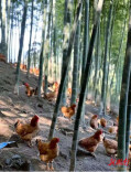 湘味里的非遗｜桃江竹邻鸡汤，盛满百年乡愁