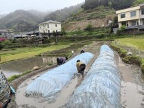 洞口县罗溪瑶族乡：三载免费供良种  “一村一品”促振兴