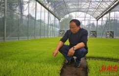 “把该种的田都种好”——记永州市金洞管理区凤凰乡种粮大户邓水生