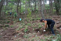 宜章：林下种灵芝 遍地绿生“金”