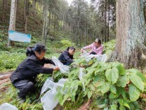 新宁：生态赋能让林下资源“点绿成金”