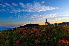 “五一”嗨长沙⑲|五一假期迎客开门红 浏阳大围山杜鹃花海醉游人