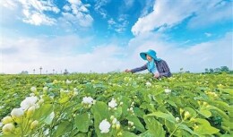好一朵美丽的茉莉花！全球每10朵茉莉花6朵来自这里