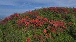 邵阳县河伯岭：岭上杜鹃花开迎客来 杀猪宴请八方客