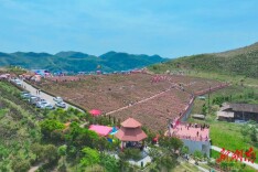 乐享五一|“五一”假期相约锡矿山 共赴玫瑰之约