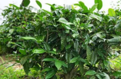 快时代·五一慢时光（6）｜劳动节，方懂茶树、剪刀与圆的学问
