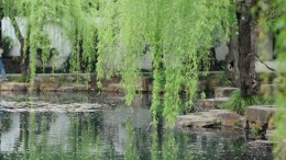 北京一小孩点燃柳絮玩，短短几秒火势蔓延，烧着邻居251棵树……