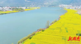 开局八好 乘势而上｜秸秆还田，土地增肥  衡东县：综合利用油菜秸秆，“生态包袱”变“绿色财富”