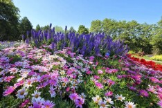 5万株繁花绽放！天坛公园“莫奈花园”上线→