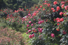 探秘“真假”玫瑰，快来省植物园畅游浪漫花海