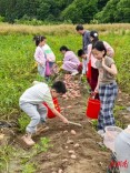 “水西土豆”挖得欢！炎陵水西村亲子农耕体验火热进行中