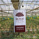 京城椒香四溢：潇湘府牵手阳雀湖，开启樟树港辣椒美食节