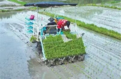 人民日报看安仁丨湖南安仁八成农机手和超半数种粮大户线上约服务 一键下单 农机到田