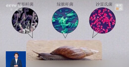 1岁女童小区玩耍后，确诊严重脑炎！雨后这种东西，千万别碰