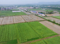 湖南日报特稿｜稳中求进 藏粮于地——平江高标准农田建设交出新答卷