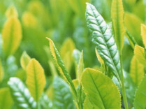 听取一路茶歌丨湘江副刊·艺风