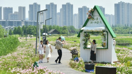 洋湖花海醉游人