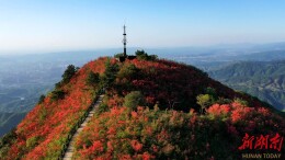 鹤城区凉山：映山红盛放 花海醉游人