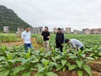 新田县政协委员“把脉”田间：让“绿叶子”变成致富“金叶子”