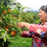 双牌花坪村：夏橙迎来上市季 采摘游玩引客来