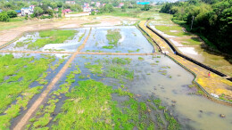 双牌全家洲村：小龙虾抢鲜上市 虾稻轮作助农增收