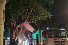 上海精细化治理街头飘絮，除了“洗剪吹”还在“算公式”