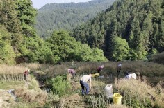 炎陵县十都镇：履职“田间”助农忙