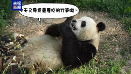 “左右开弓”躺着吃！来看大熊猫“荣荣”的松弛感吃播