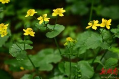 湖南首次发现“驴蹄草”，南山国家公园候选区再添植物新记录
