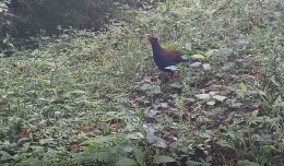 母爱不分物种 南山国家公园候选区白鹇妈妈带娃觅食 