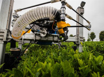 Tea-picking Robot Joins Spring Tea Harvest