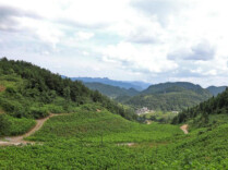 芙蓉国评论丨“典”亮生态路，书写湖南的“绿色答卷”