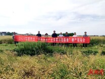 平均亩产达132.5公斤！湘阴县300亩早熟油菜示范基地喜获丰收