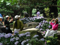 Bigleaf Hydrangeas in Full Bloom at Huaya Garden in Changsha