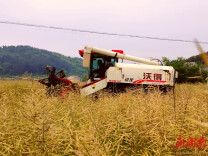 杏子铺镇：抢抓晴好天气 油菜抢收正当时
