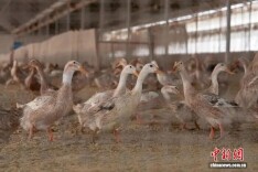 机制活了、资源通了，“统战+片区”把优势聚成振兴动能