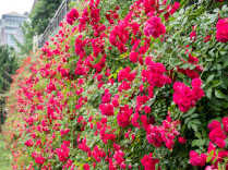 Stretching Rose Vines Create a Floral Wall Along Shaoshan Road