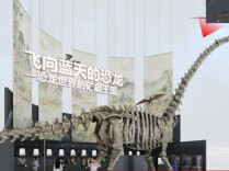 郴州即将进入“恐龙模式” ！这届矿博会为何要“飞向蓝天”？