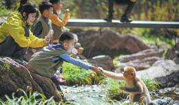 Shennongjia's monkeys make golden return
