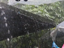 周三雨最大，其他日子“洒洒水”