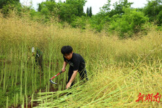 南华大学：抢收油菜籽，情暖农户心