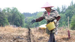 销路有保障！花垣猫儿乡试种20亩黑皮冬瓜带动村民增收