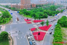 组图丨“西子伊人”月季扮靓交通岛