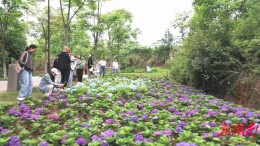 【大美鹤城】人民公园：繁花如约而至  满目清香沁人心