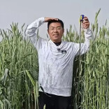 让袁隆平挠头的学生带来好消息：在沙漠中种的小黑麦已经一人多高了，亩产饲草量达3吨-4吨